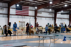 Strut, Sit, Stay: Black Diamond Cluster Dog Show Season Returns to Morgantown